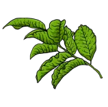 Daun Salam