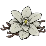 Vanili