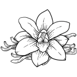 Vanili